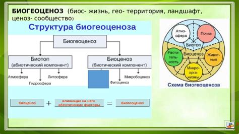 Презентация по теме "Строение и свойства биогеоценоза".