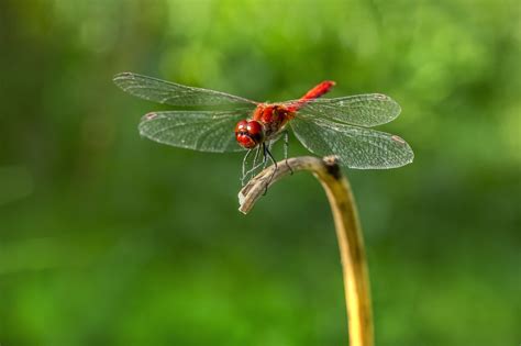 Dragonfly River Water - Free photo on Pixabay