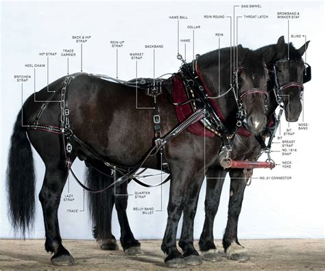 harness parts in english from draft horse super store Work Horses, Show ...