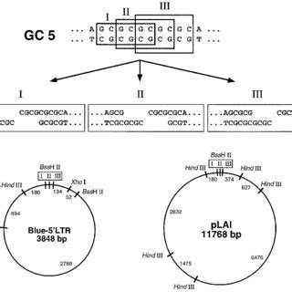 Schematic of the triple BssHII site construction (GC5) and the two test ...