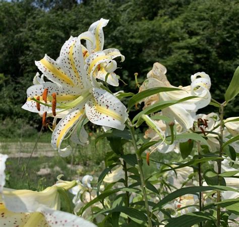 Lilium Auratum Var Auratum Ssp Latifolium Lilium Division Ix