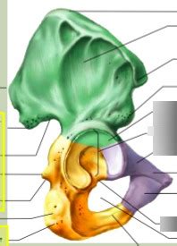 sacrum coxal pt  diagram quizlet