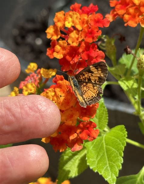 Spring Lepidoptera Porn Page 4 Telecaster Guitar Forum