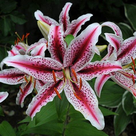 Купить луковицы восточных лилий гибридов по выгодным ценам с доставкой