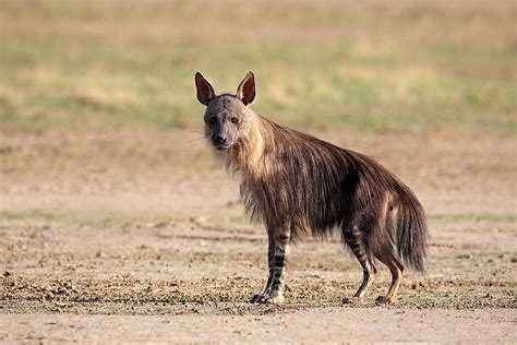 How Many Types Of Hyenas Live In The World Today? - WorldAtlas