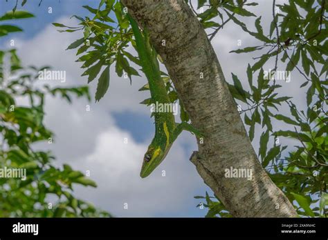 Cuban Green Anole In A Tree Stock Photo Alamy