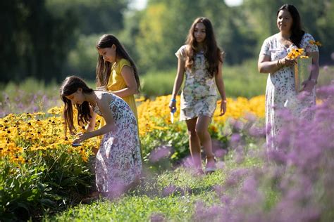 Fazendas De Flores Incr Veis Perto De Nova York Para Colher Suas