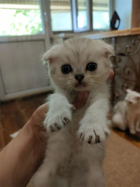 Котята котёнок котёнка котики - Кошки Алматы на Olx
