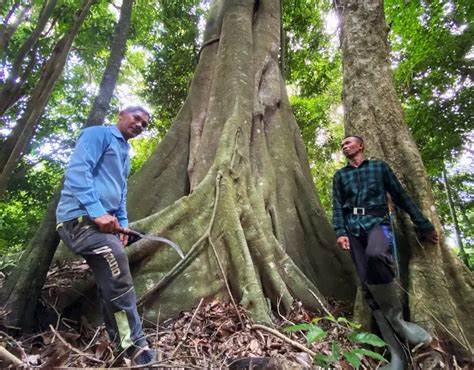 Indigenous Forest Management Awaits Breakthrough Bahasa Indonesia