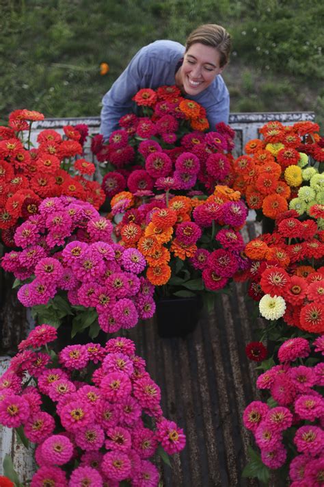 Zinnias