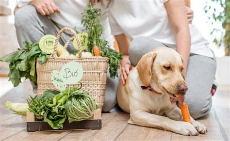 Can Dogs Be Allergic To Vegetables Pet Help Reviews Uk