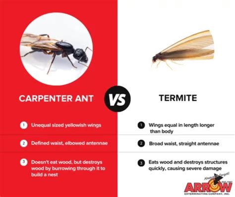 Carpenter Ants vs Termites - How to Tell the Difference