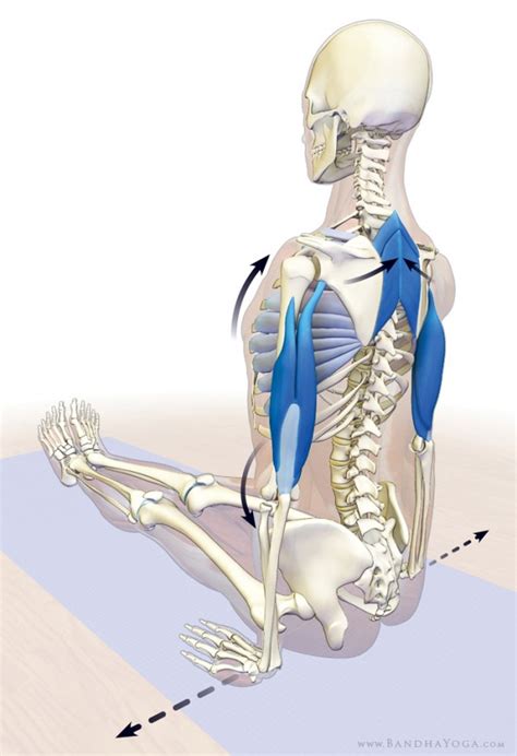 Serratus Anterior Stretch