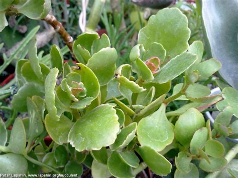 Болезни Каланхоэ Фото И Лечение — Фото Картинки