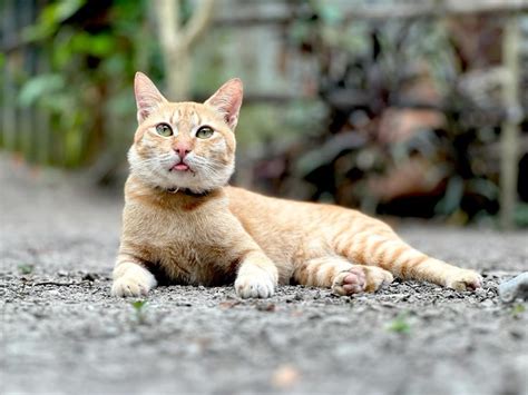 Cute Native Cat In Philippines Cat Illustration Cute Cat Cat Breeds