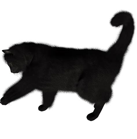 Cat Png Image Transparent Hq Png Download Freepngimg