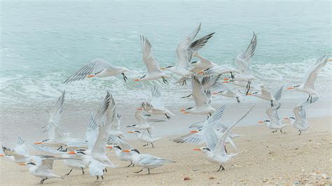 Sandwich Terns On Beach Photograph By Roger Swieringa Fine Art America