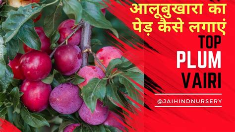 Plum Farming आलूबुख़ारे की बाग़वानी में क़िस्म का चयन Youtube