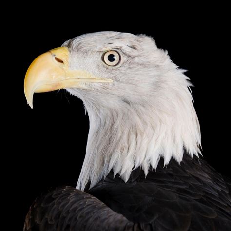 TIL that the largest bald eagle nest on record was 9.5 feet wide and 20 ...