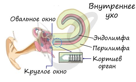 тело человека органы расположение ухо