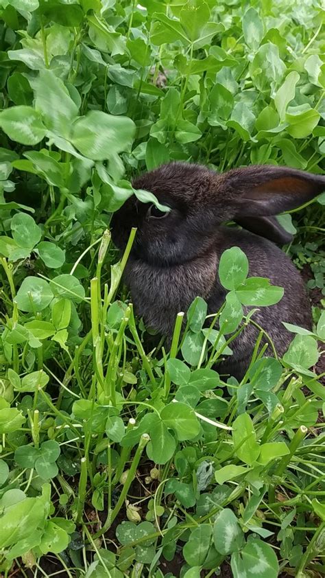 Кролик в клевере | Кролик, Клевер, Аниме