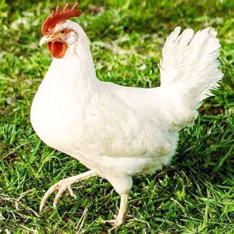 California White Chickens Facts And Egg Laying All You Need To Know