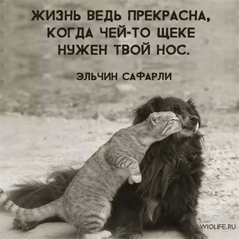 ЭЛЬЧИН САФАРЛИ Cute Inspirational Quotes, Motivational Quotes, Russian ...