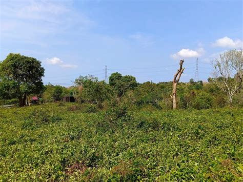 5 Hectare Lot In Tanay Rizal For Sale Onepropertee Buyer Community