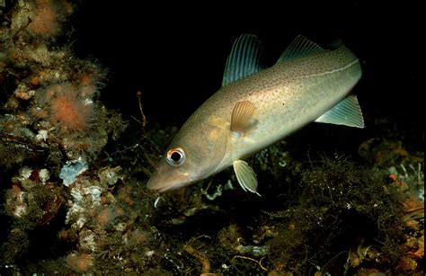 Brief History Of Cod Fishing