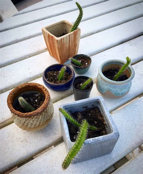 Dog Tail Cactus Best Grow And Care Guide Plants Craze