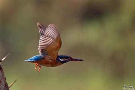 Kingfisher In Flight