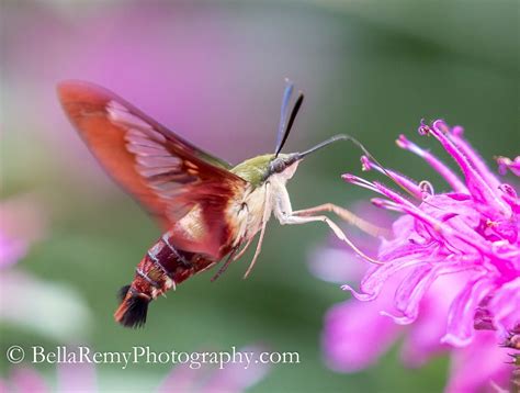 Clearwing Sphinx Moth Emily Carter ~ Nature As Art