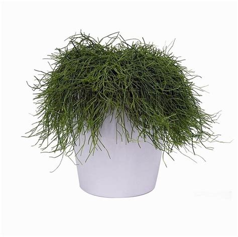 Рипсалис Волосовидный (Rhipsalis capilliformis) D9 H15 купить в Санкт ...