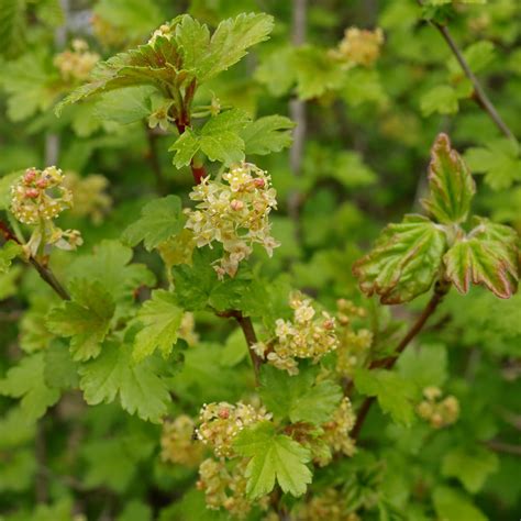 Mountain Currant Ribes Alpinum