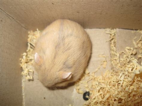 Hamster Trà Sữa Thế Giới Hamster Shop Hamster Mua Bán Hamster