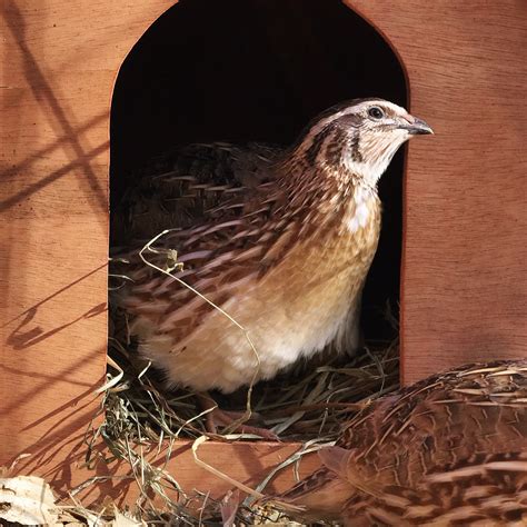 Celadon Quail. Blue Egg Layers. Sadie-Girl Farm