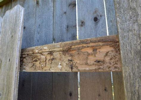 Off with the fence | Leonhouse