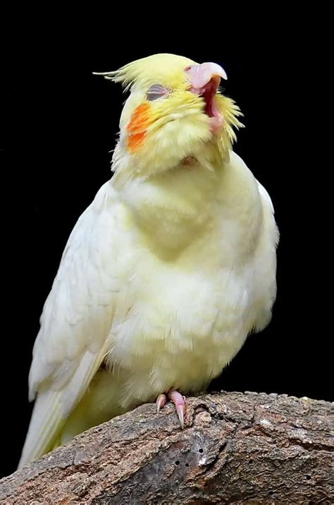 Do Cockatiels Cry Understanding Your Feathered Friend S Emotions Dr Cockatiel