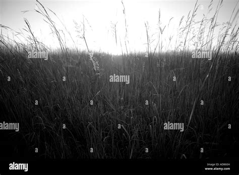 Prairie Grasses Northern Illinois Prairie Stock Photo Alamy