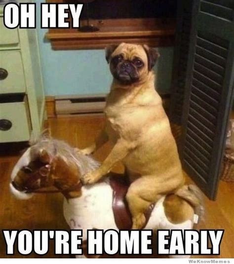 pugs memes5