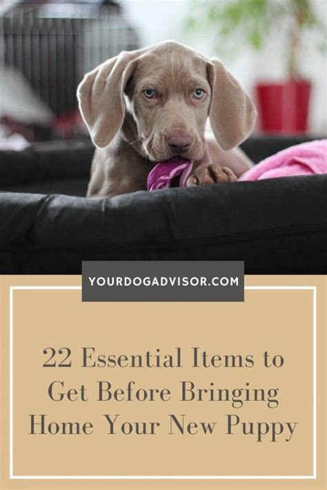 Essential Items Every New Puppy Owner Should Have - Hunter Games Magazine