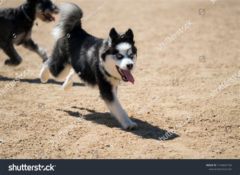 Husky And Pomeranian Mix