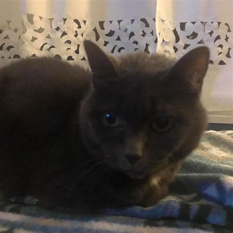 FIVE PEAT: For the fifth straight... - Batavia Daily News | Facebook