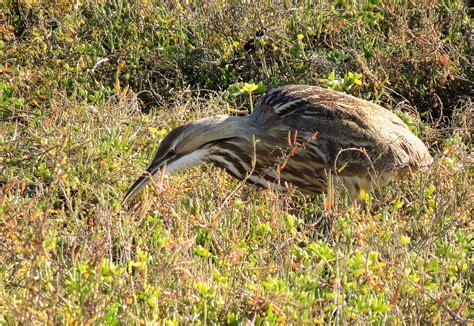 American Bittern Bolsa Chica Dave Telford Flickr