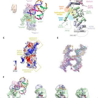 architecture  human gen  domain architecture  human gen
