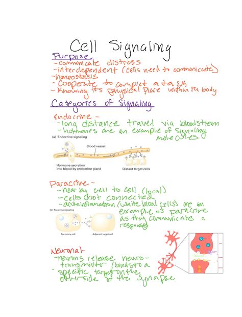 Cell Signaling Notes From Dr Gwen Strand Cell Signaling Purpose