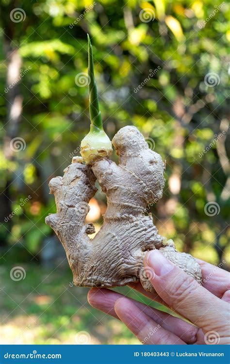 Woman Right Hand Holding Fresh Ginger Root Or Rhizome Grows In Bokeh