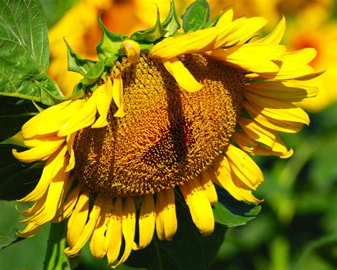 how to harvest sunflower seeds 1