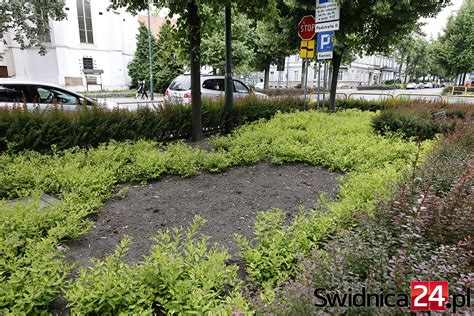 Prawie 400 tysięcy złotych na sezonowe kwiaty w Świdnicy Swidnica24