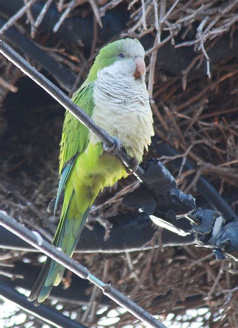 New Jersey Outdoors Wild Parakeets In New Jersey